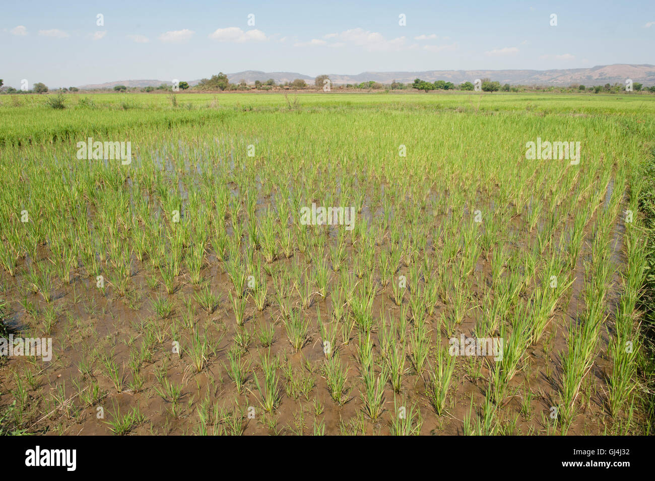 Il risone campo Madagascar Foto Stock