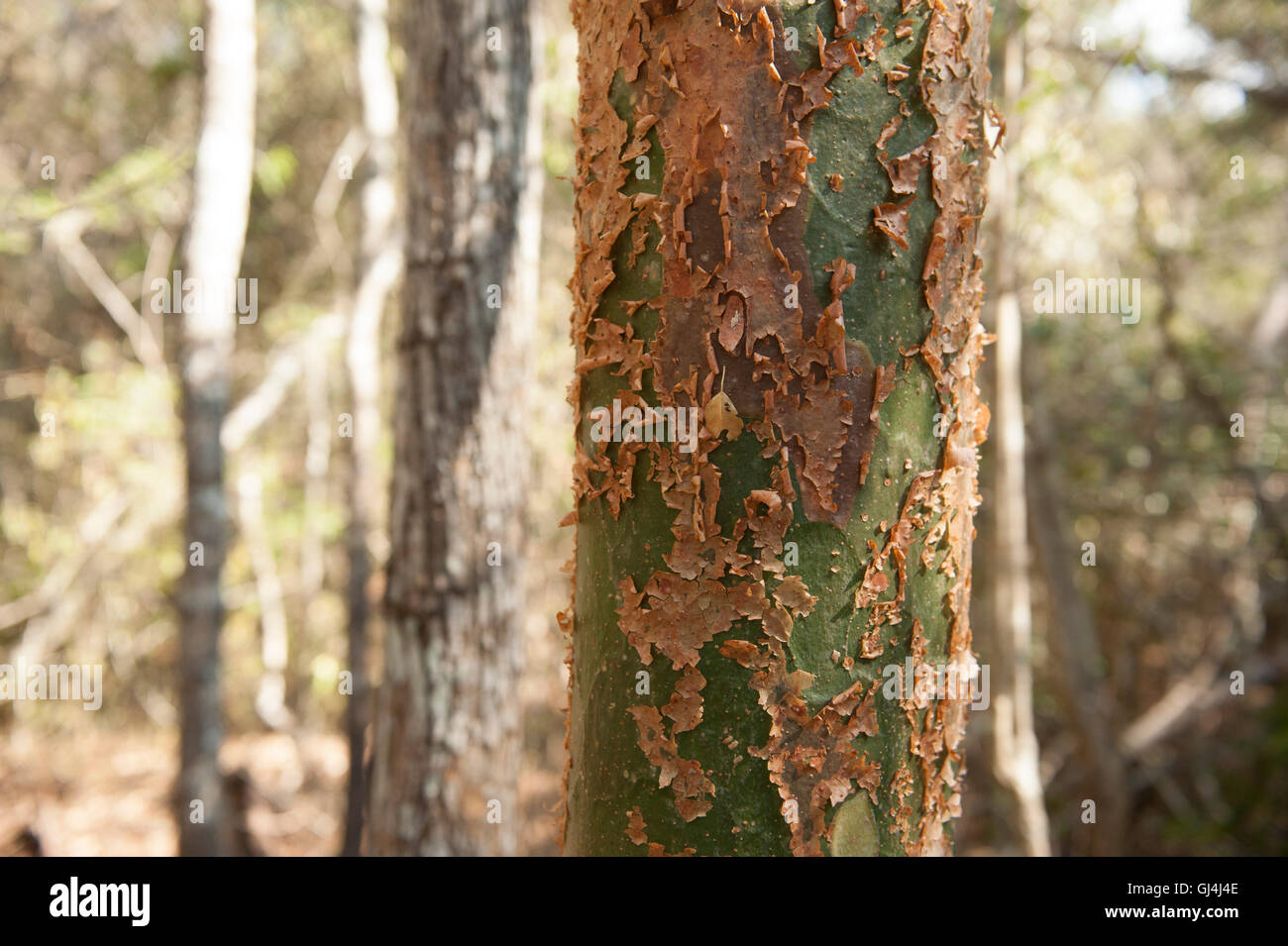 Romby albero Commiphora mahafaliensis Foto Stock