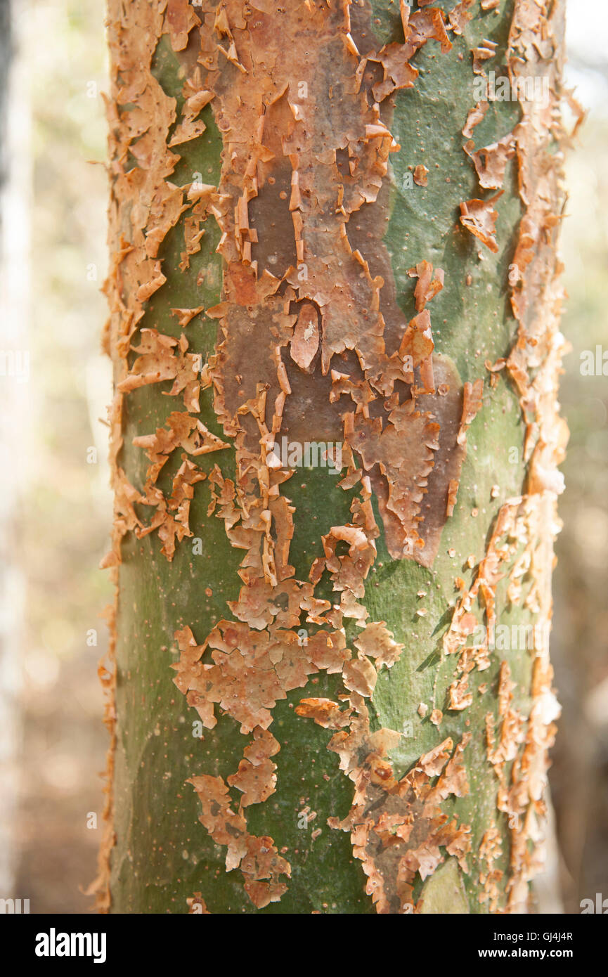 Romby albero Commiphora mahafaliensis Foto Stock