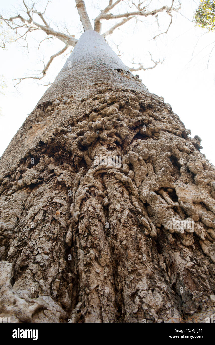 Baobab Adansonia za del Madagascar Foto Stock