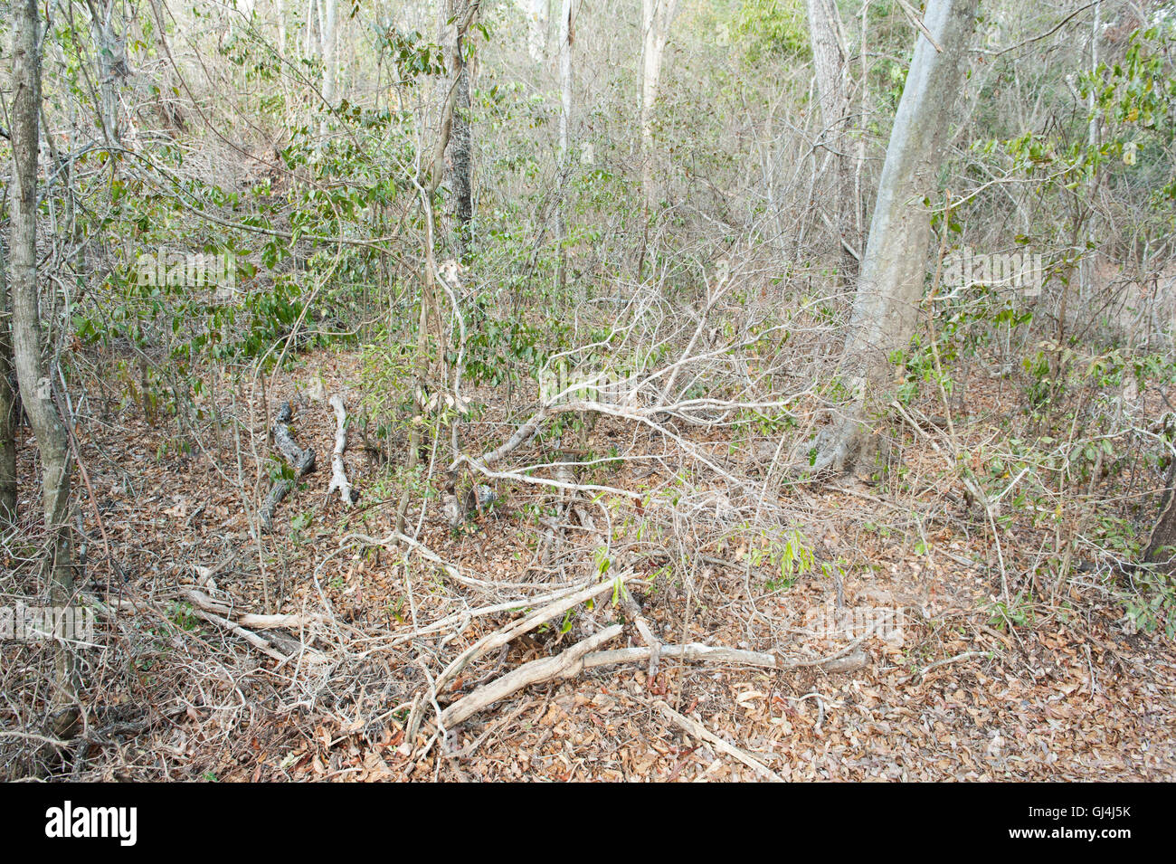 Foresta parco Zombitse Madagascar Foto Stock