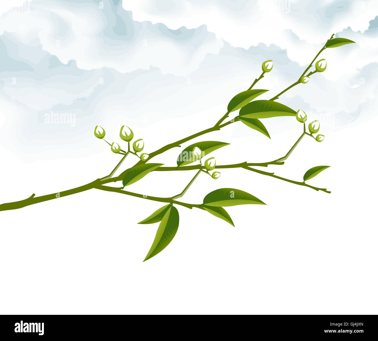 Ramo di albero Foto Stock