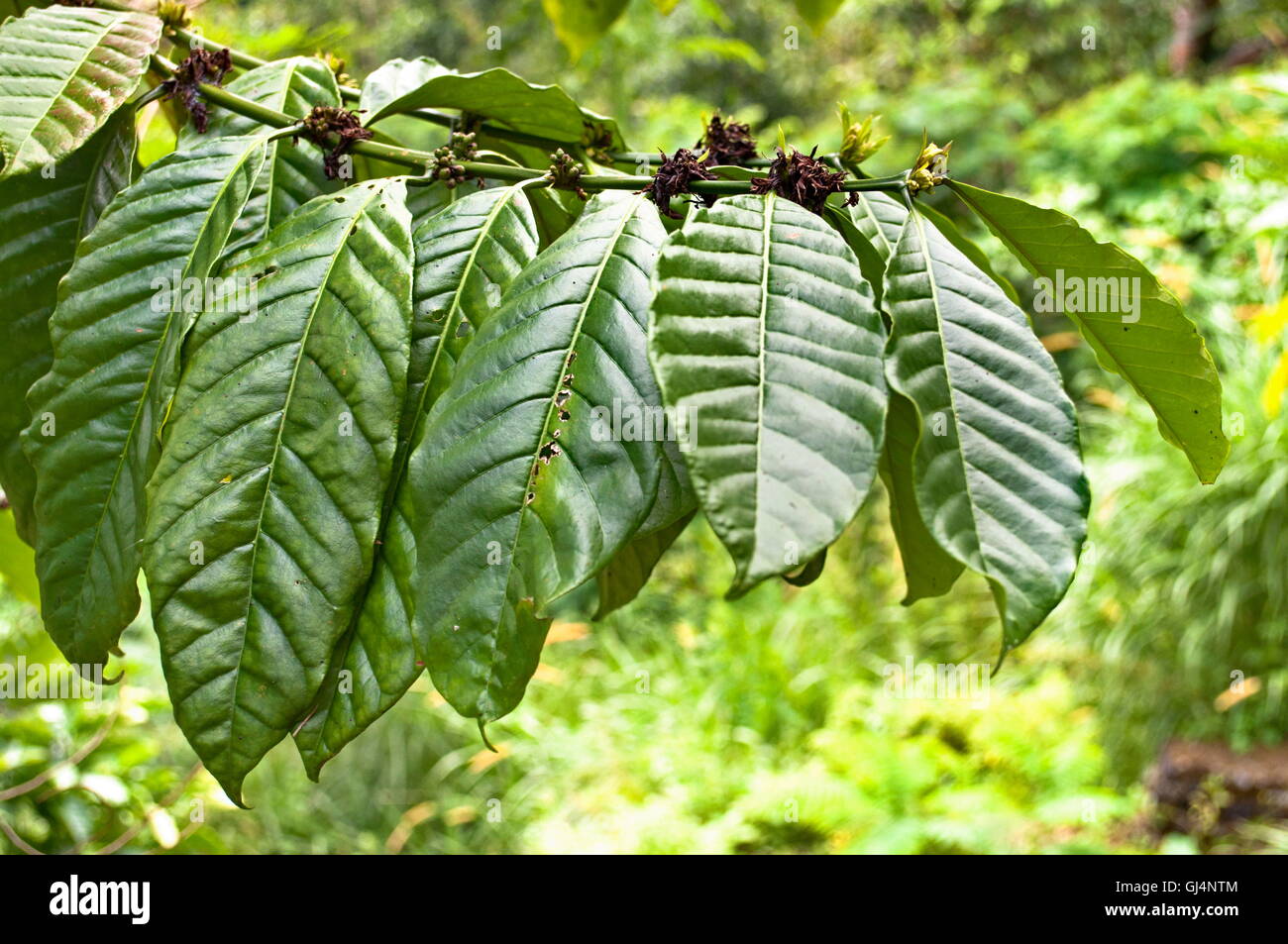 Fresche foglie di tabacco Foto Stock
