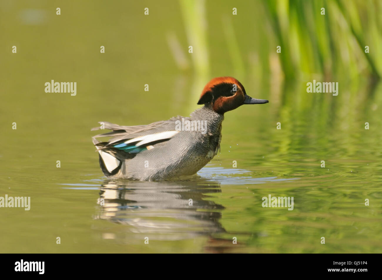 Comune di nuoto Teal (Anas crecca). Regione di Mosca, Russia Foto Stock