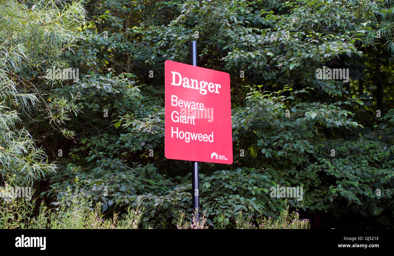 Pericolo Giant Hogweed segno. Picco superiore Forest Canal. Foto Stock
