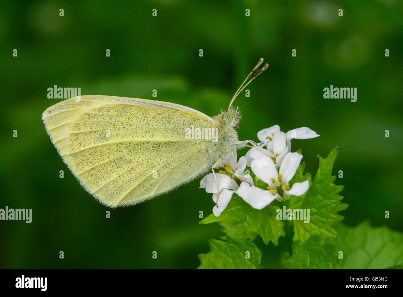 Un cavolo bianco / bianco piccola butterfly (Sarcococca rapae) poggiante su aglio senape (Alliaria petiolata), Indiana, Stati Uniti Foto Stock