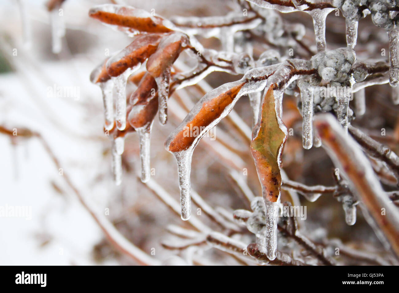Un gruppo di frozen bayberry foglie (Myrica pensylvanica) incastrata nel ghiaccio Foto Stock