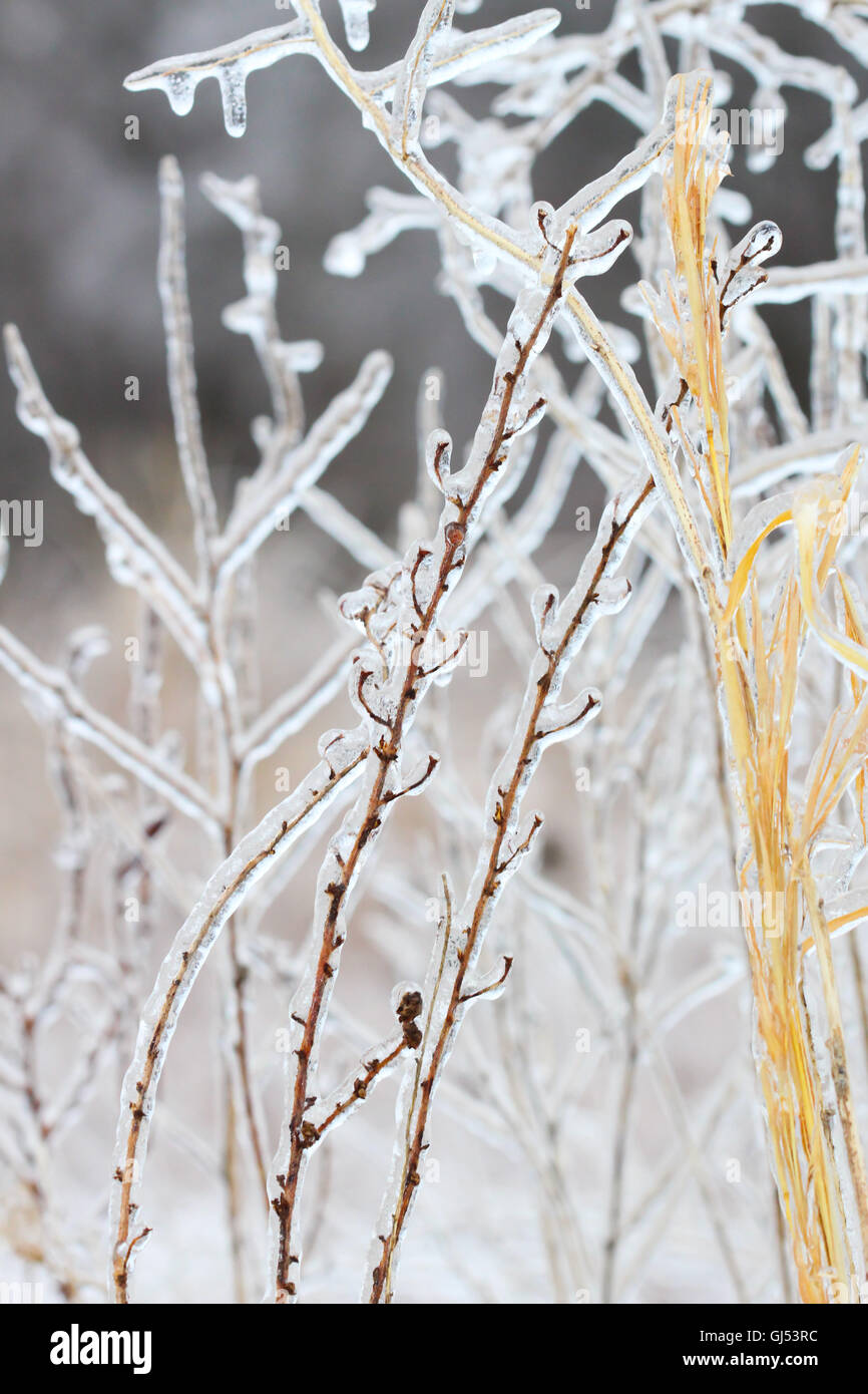 Un gruppo di piante congelate / infestanti graminacee / tutti racchiusi in ghiaccio Foto Stock