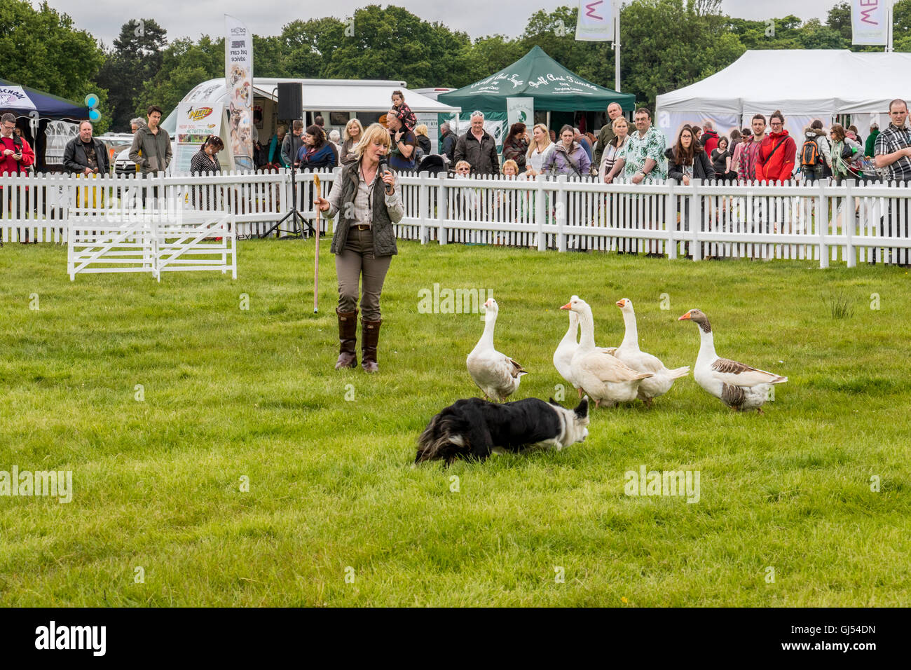 Trainer mostra la versatilità di un cane da lavoro, arrotondamento anatre oche nonché di ovini al cane Fest a Arley Hall cheshire england Foto Stock