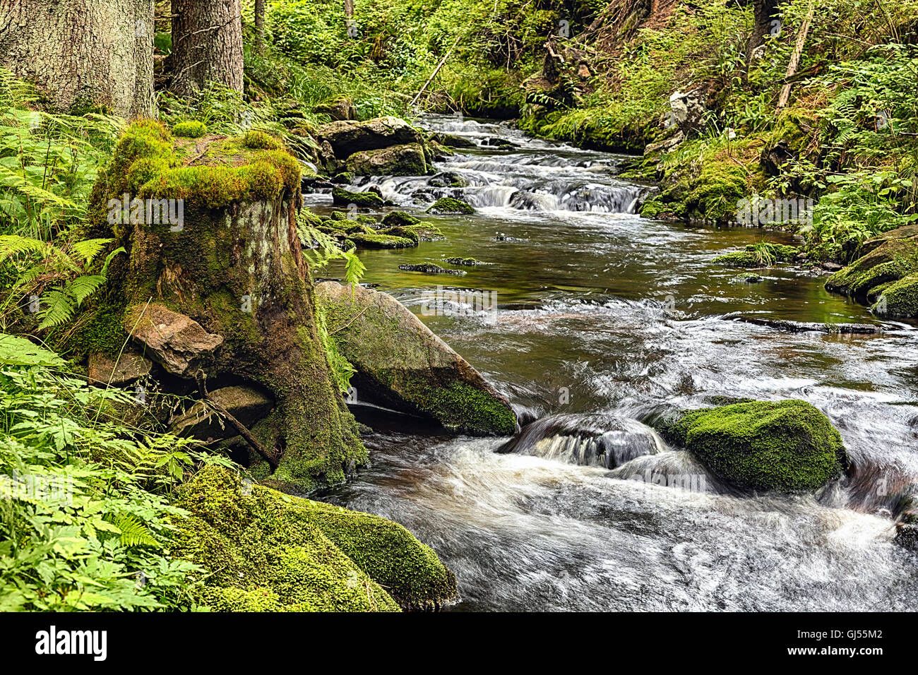 Le foreste vergini con massa mossed e il torrente - HDR Foto Stock