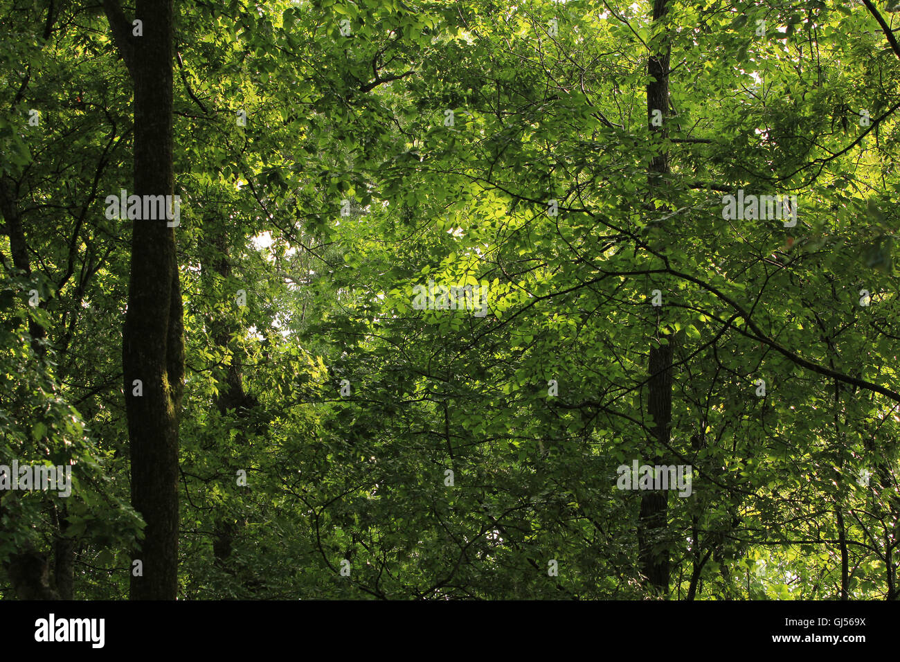 albero baldacchino sfondo Foto Stock