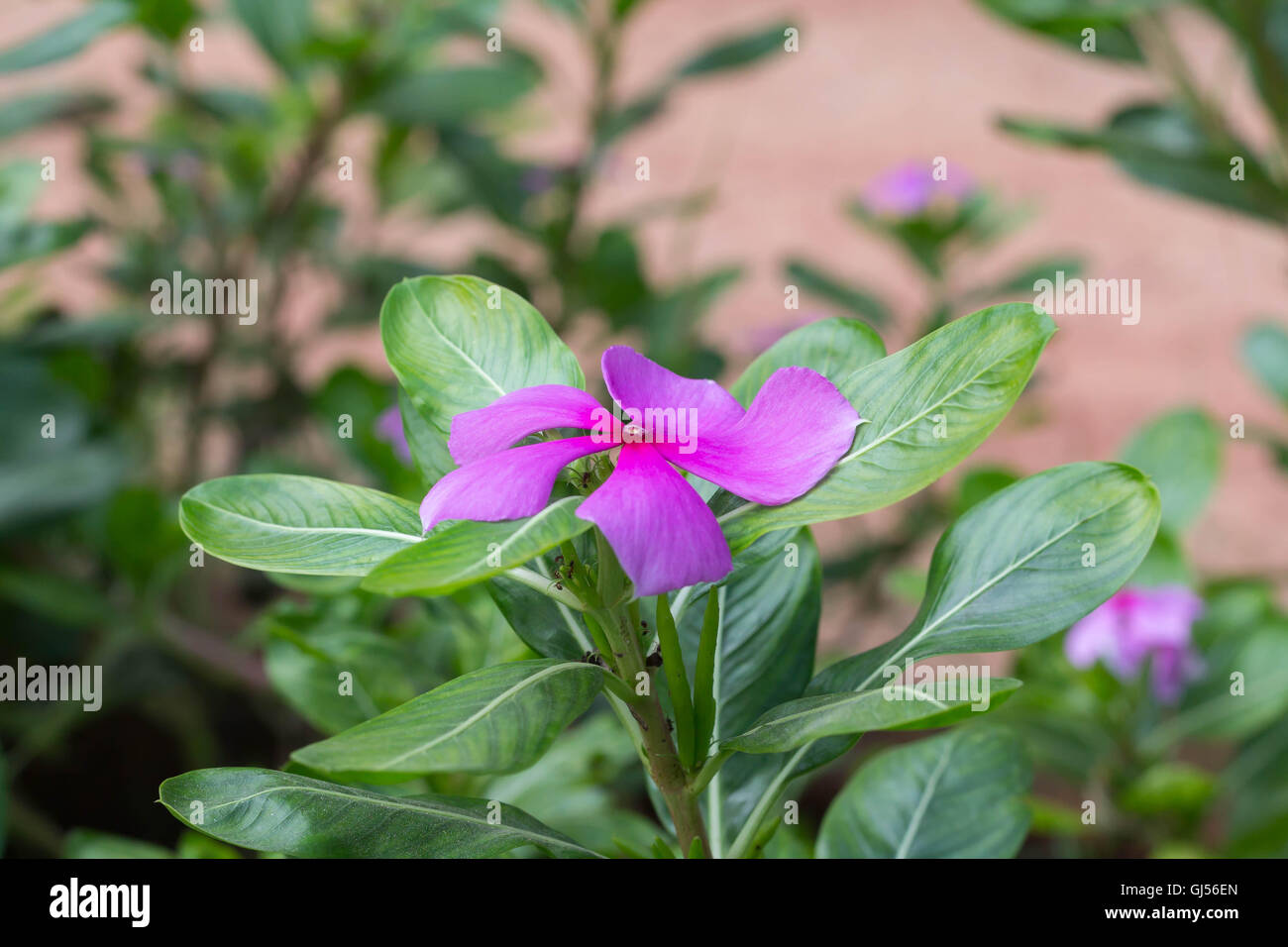 Fiore di pervinca nel Parco Foto Stock