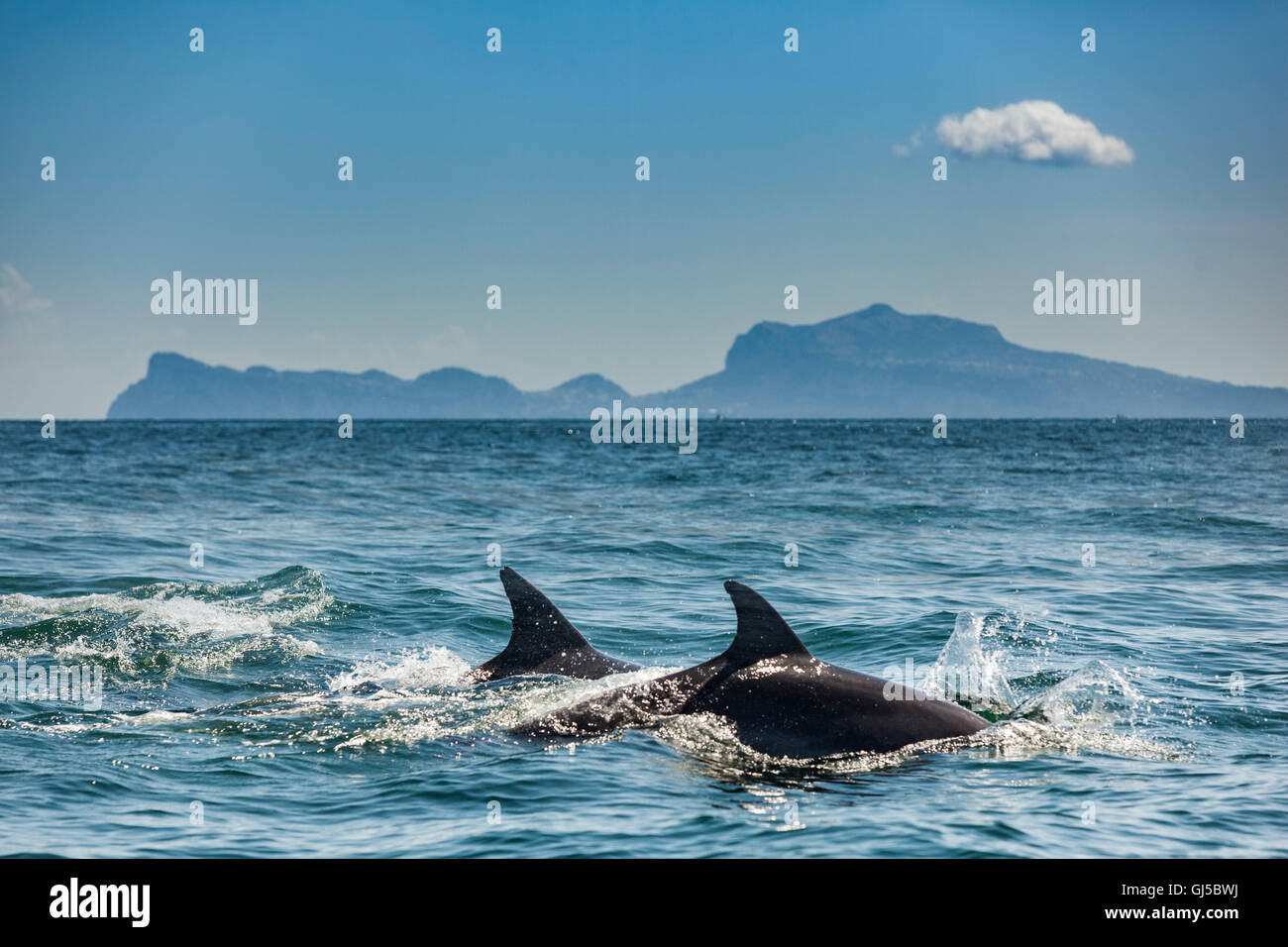 L'Italia, Napoli come visto dal mare. I Delfini nelle acque di Napoli con Capri in lontananza Foto Stock