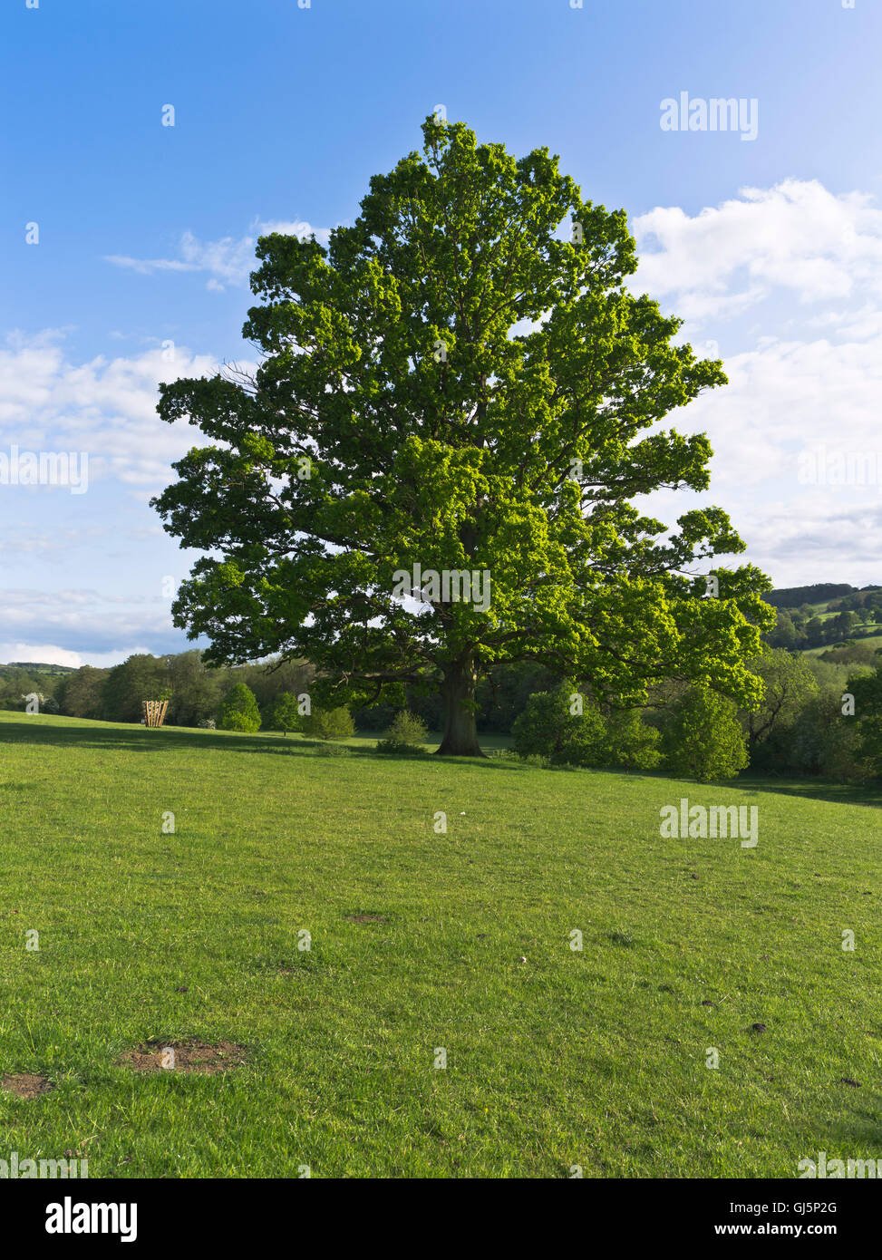 dh British Oak Tree TREES UK Cotswold Field uk One nessuno singolo bella gran bretagna campi lone albero Foto Stock