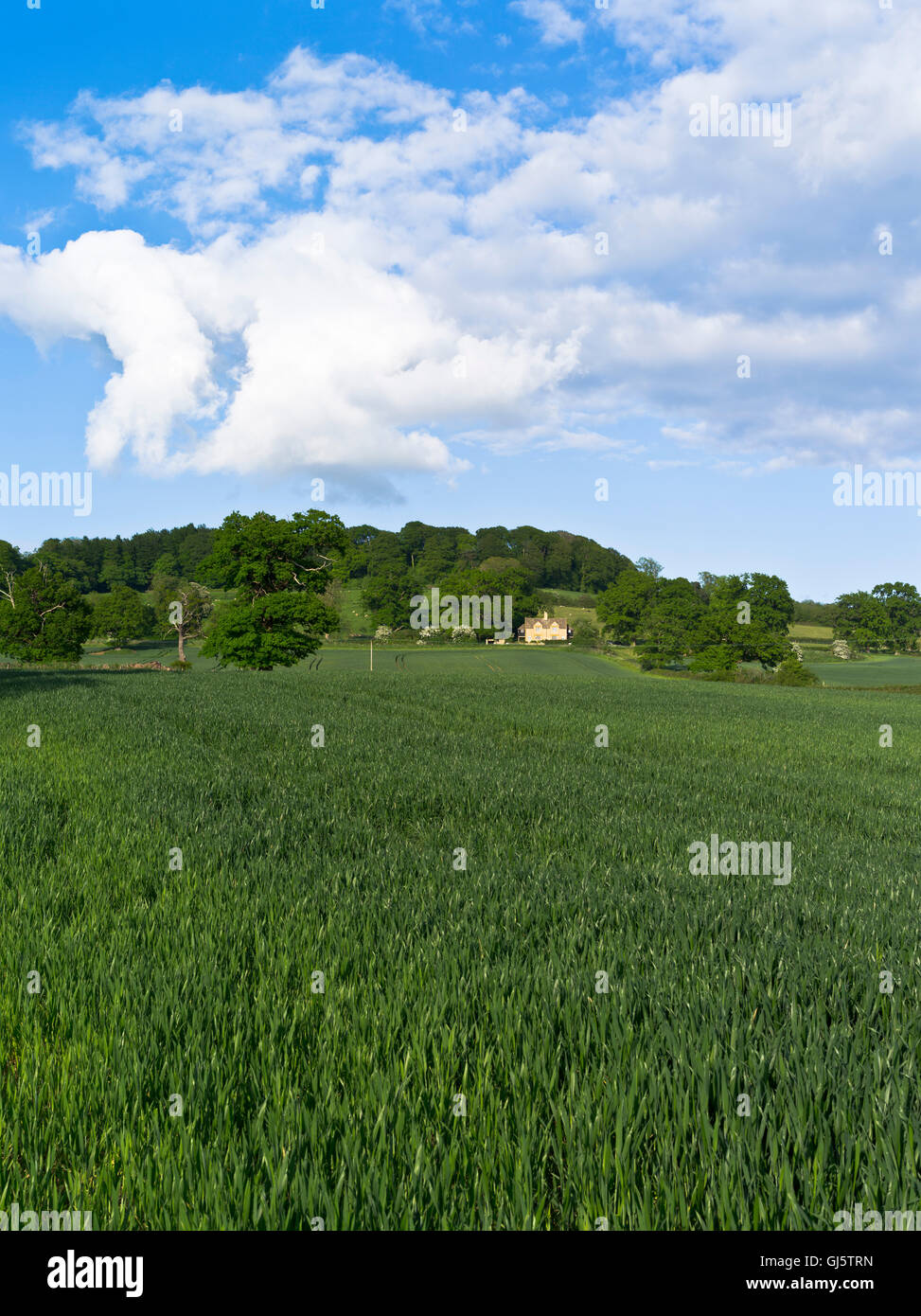 Dh Cotswold Farm colture COTSWOLDS GLOUCESTERSHIRE inglese raccolto sul campo verde campi estivi uk blue sky paesaggio Foto Stock