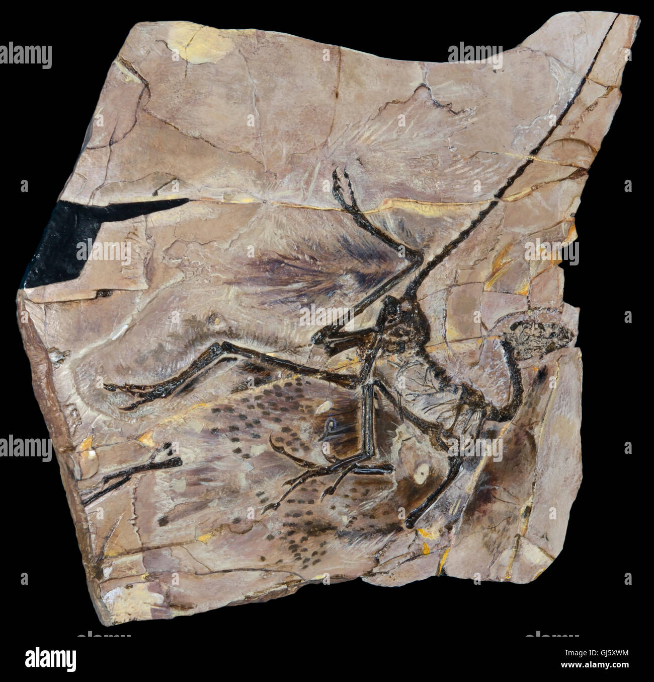 Anchiornis huxleyi fossile, feathered bird-come dinosauro dal tardo Giurassico, 161-151 mya, Liaoning, Cina. Vedi descrizione Foto Stock