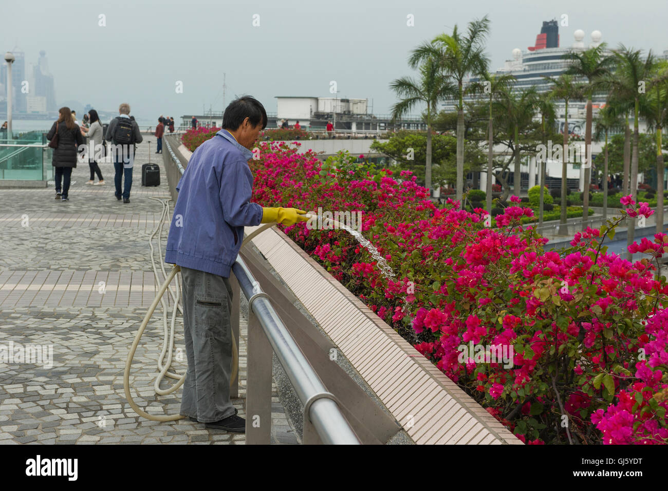 Lavoratore con tubo flessibile di fiori di irrigazione sul Viale delle Stelle marciapiede, Hong Kong, Cina. Foto Stock