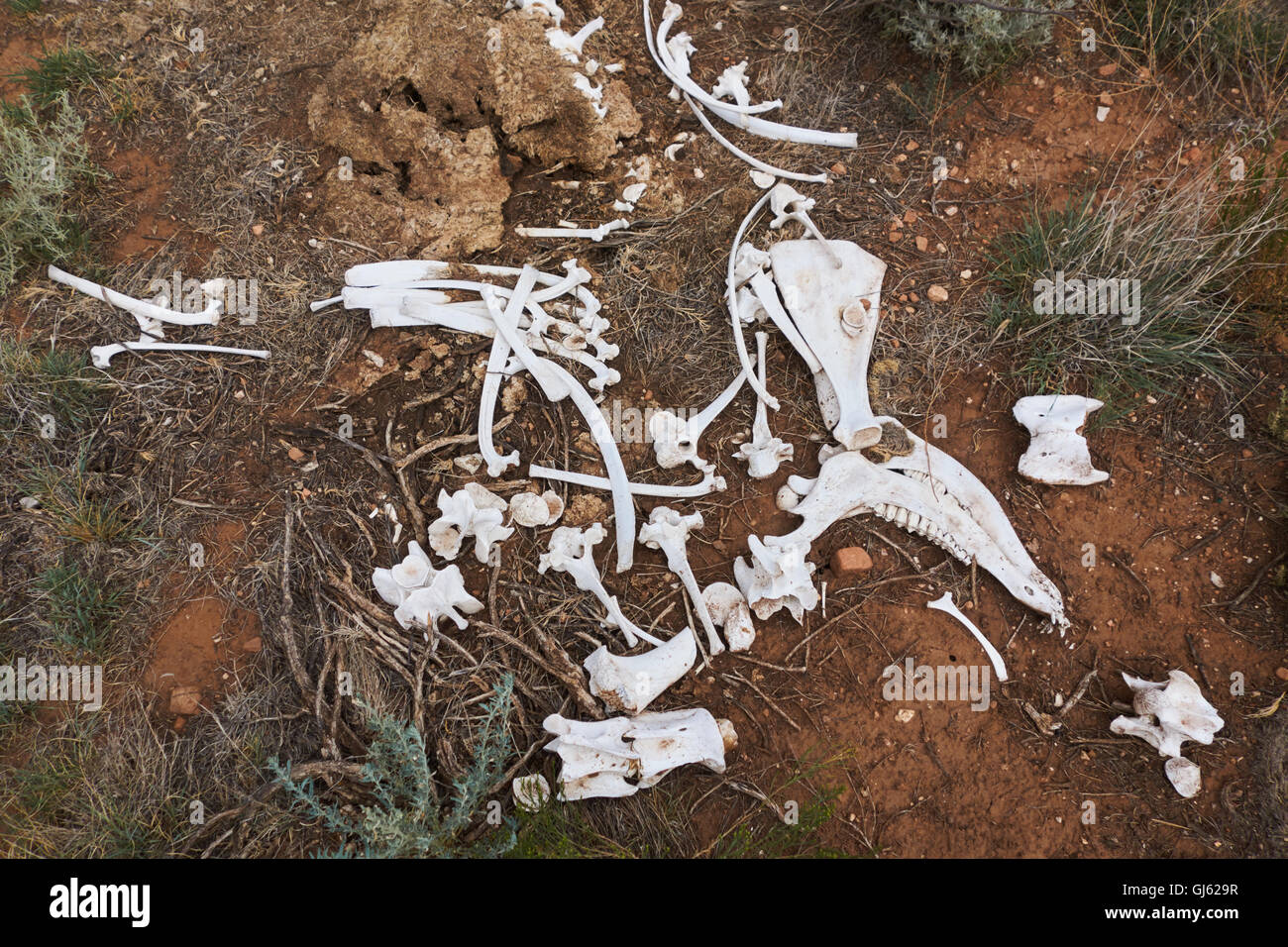 Imbianchiti ossa di animali nel deserto. Stati Uniti d'America Foto Stock