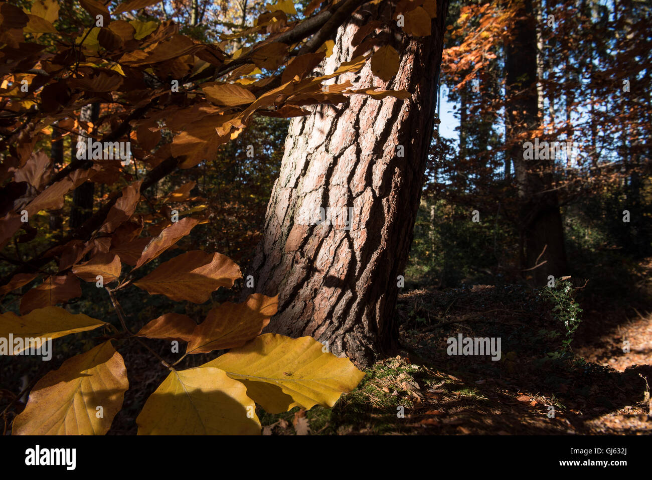 Tronco di albero protagonista nella foresta da th sole autunnale con foglie in primo piano Foto Stock