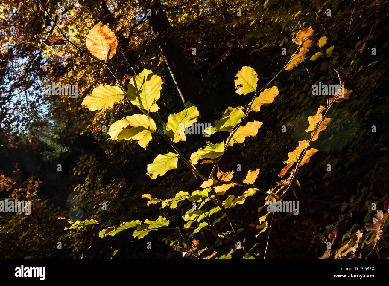 Foglie d'oro nella foresta illuminata dal sole di caduta Foto Stock