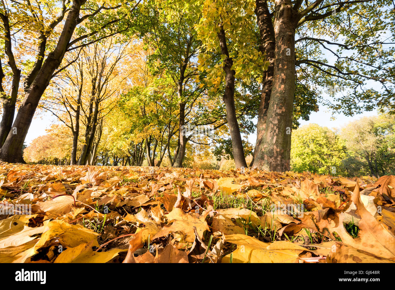 Paesaggio autunnale - giallo oliage in primo piano, alberi in background Foto Stock