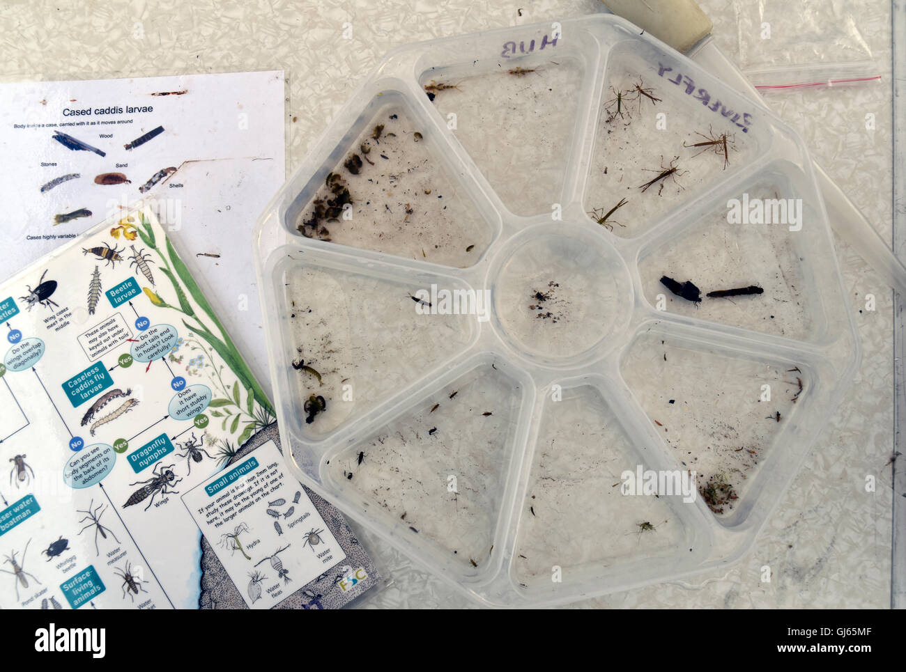 Pond dipping vassoio e schede di identificazione Foto Stock