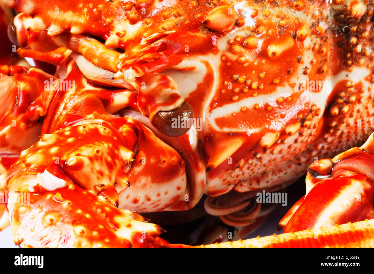 Aragosta Foto Stock