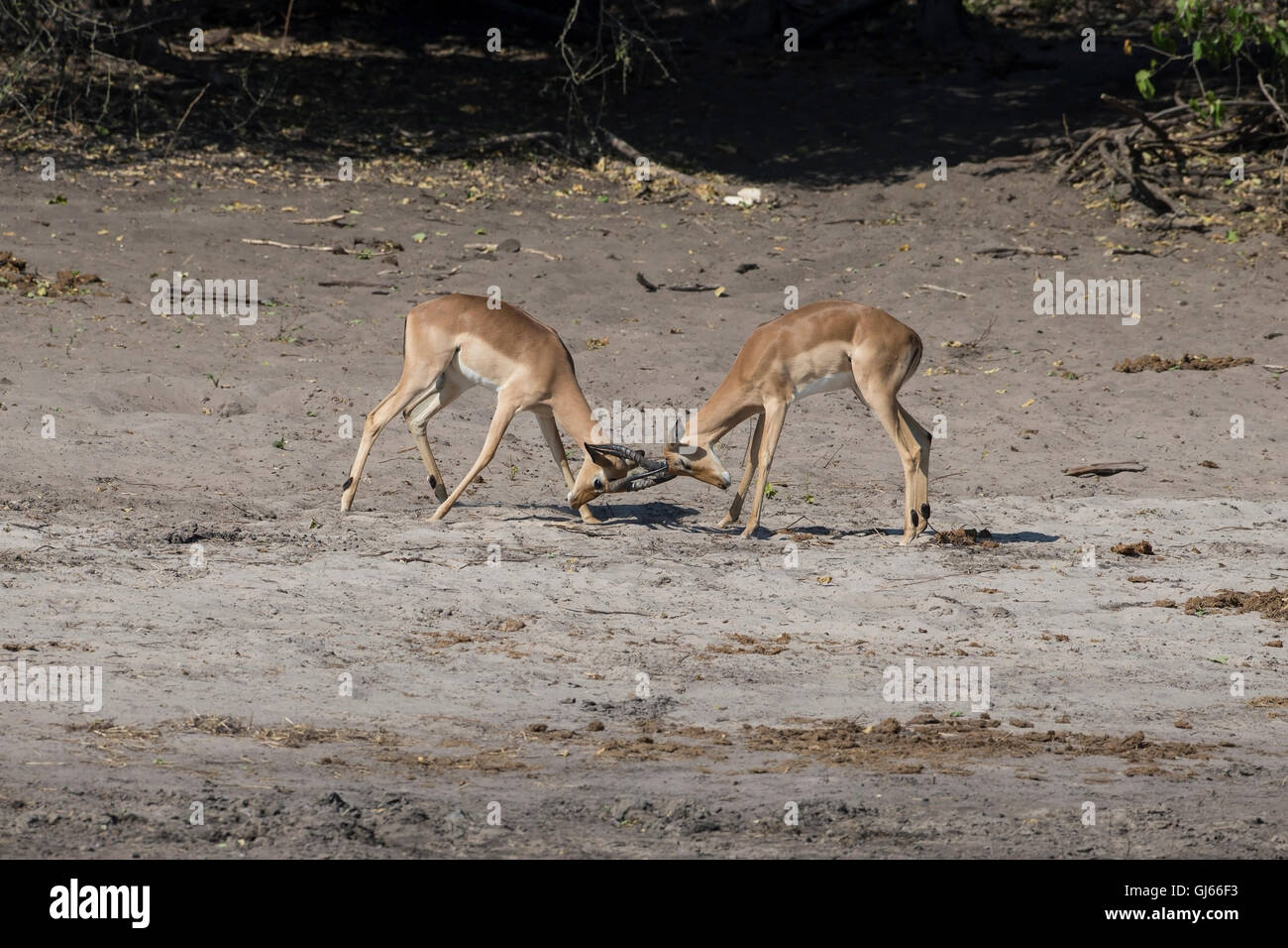 Impala Aepyceros melampus con le loro corna bloccato e combattimenti Foto Stock