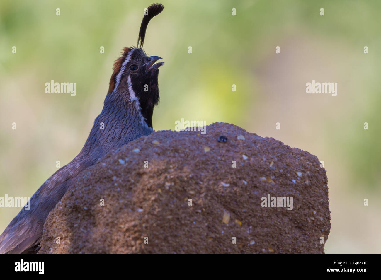Maschio della Gambel Quaglia, (Callipepla gambelii), in corrispondenza di un blocco seme. Bosque del Apache National Wildlife Refuge, nuovo Messico, Stati Uniti d'America. Foto Stock