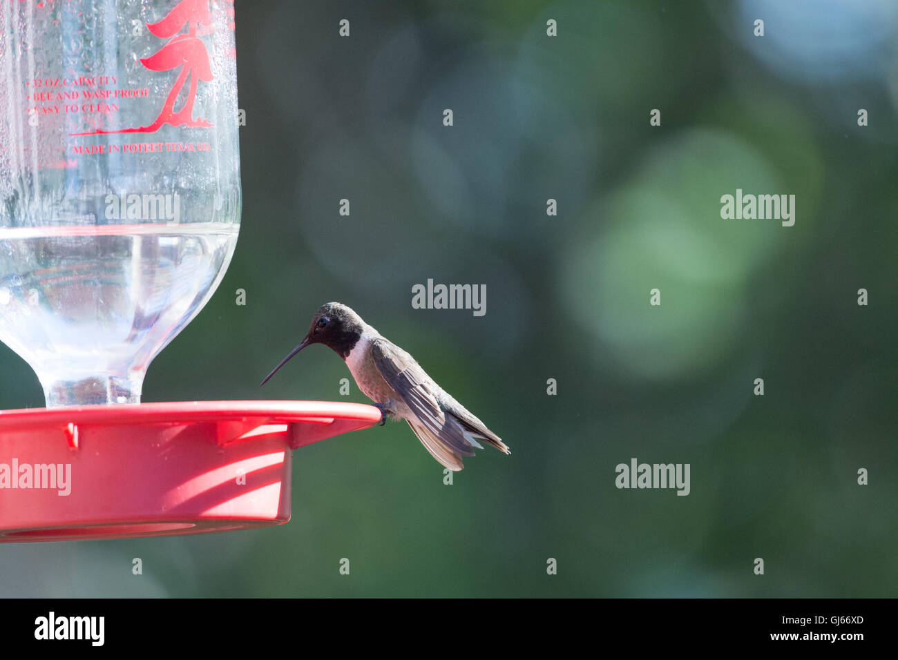 Maschio nero-chinned Hummingbird, (Archilochus alexandri), in corrispondenza di un alimentatore. Bosque del Apache National Wildlife Refuge, Nuovo Messico. Foto Stock