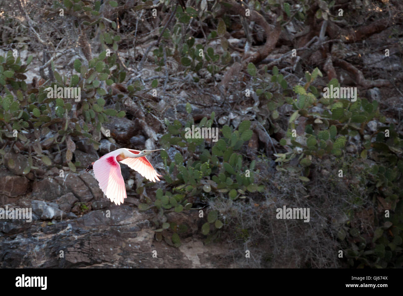 Un roseate spoonbill vola vicino a Isla de Pajaros in Topolobampo, Sinaloa, Messico. Foto Stock