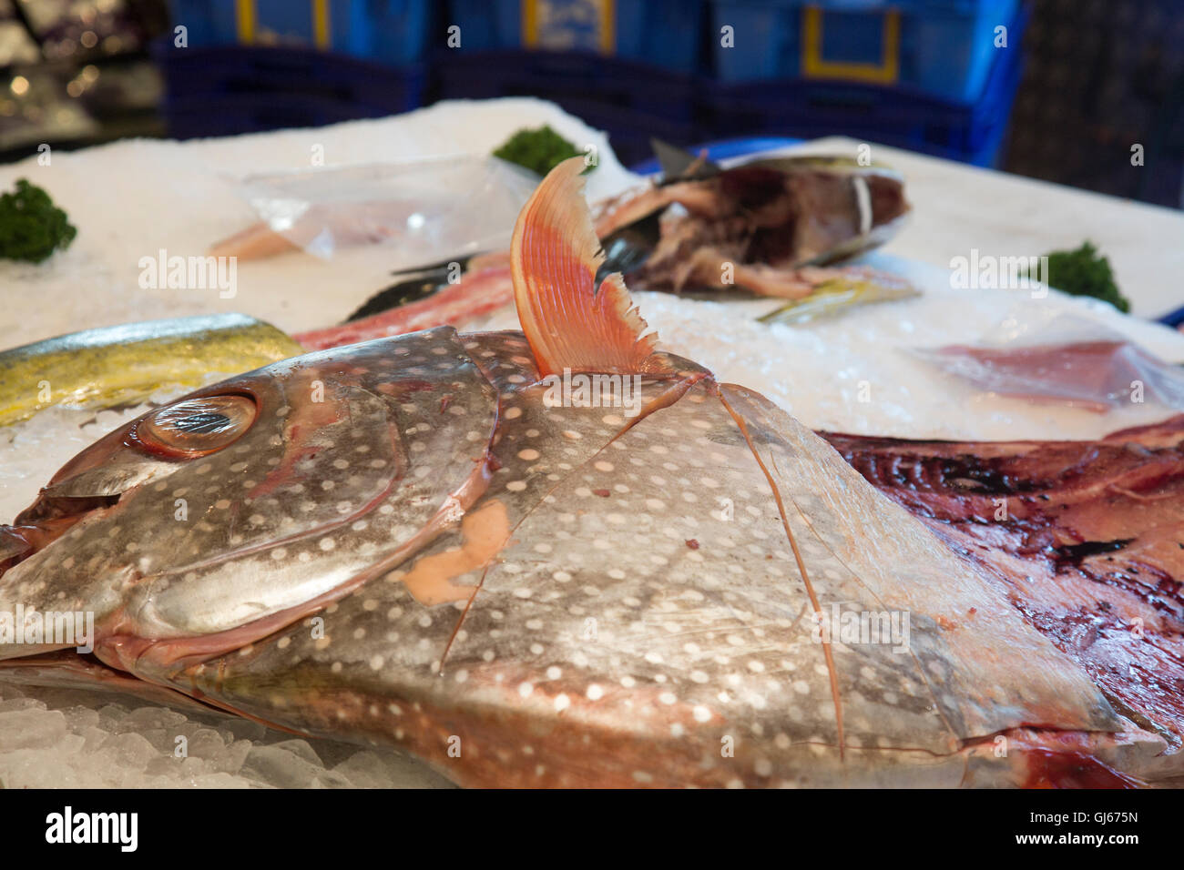 Moonfish o Opah ( lampriform pelagiche) grandi pesci colorati, qui in un pescivendolo Sydney store shop,l'Australia Foto Stock