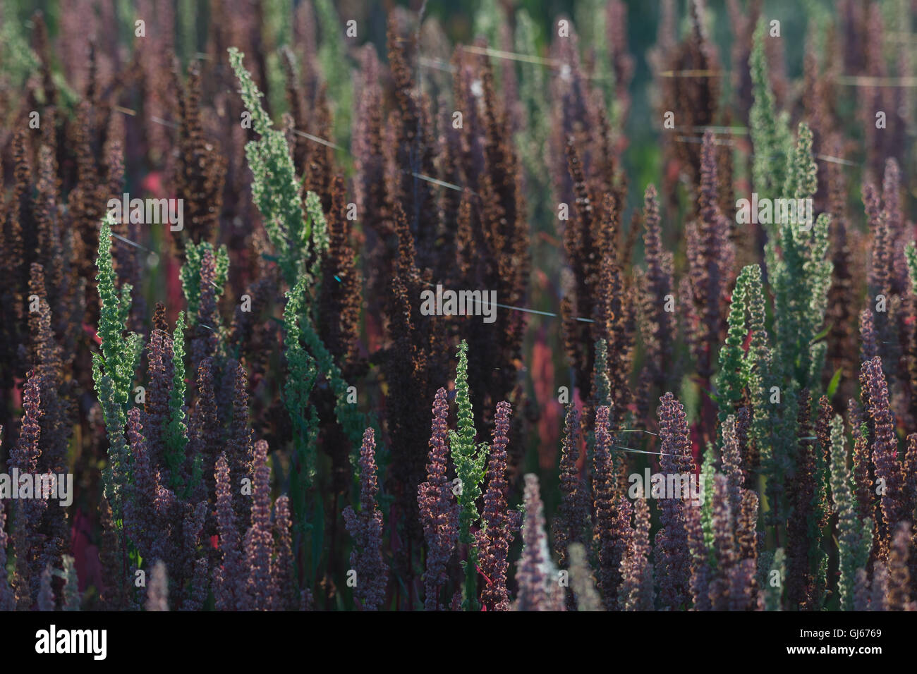 Curly Dock (Rumex crispus), Bosque del Apache National Wildlife Refuge, nuovo Messico, Stati Uniti d'America. Foto Stock