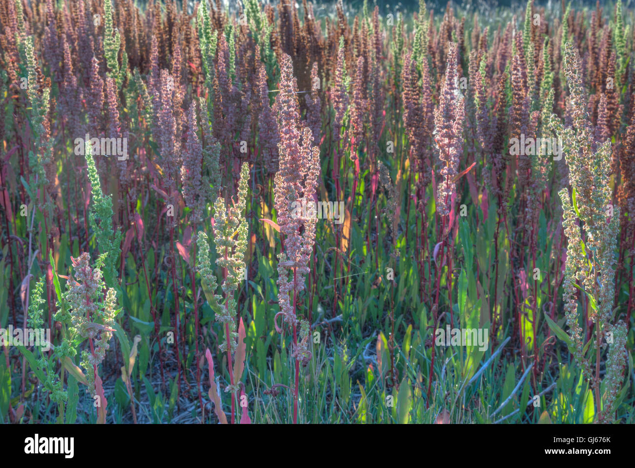 Curly Dock (Rumex crispus), Bosque del Apache National Wildlife Refuge, nuovo Messico, Stati Uniti d'America. Foto Stock