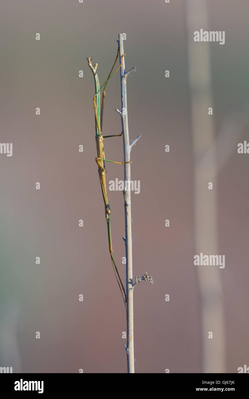 Prairie Walkingstick (Diapheromera velii), Sevilleta National Wildlife Refuge, nuovo Messico, Stati Uniti d'America. Foto Stock