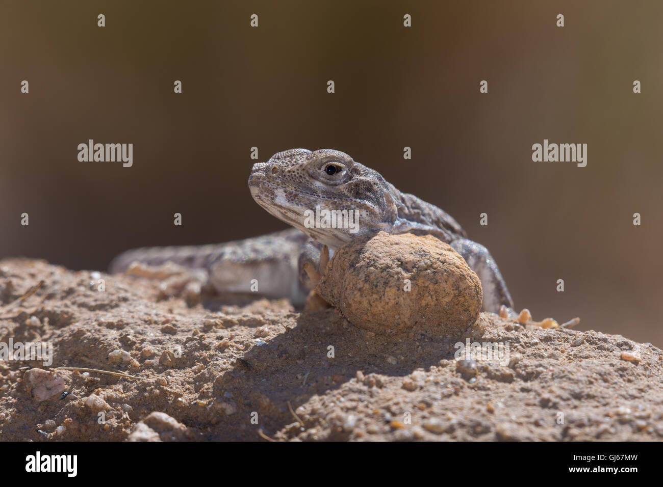 A becco lungo Lucertola di Leopard, (Gambelia wislizenii), Socorro Co., New Mexico, negli Stati Uniti. Foto Stock