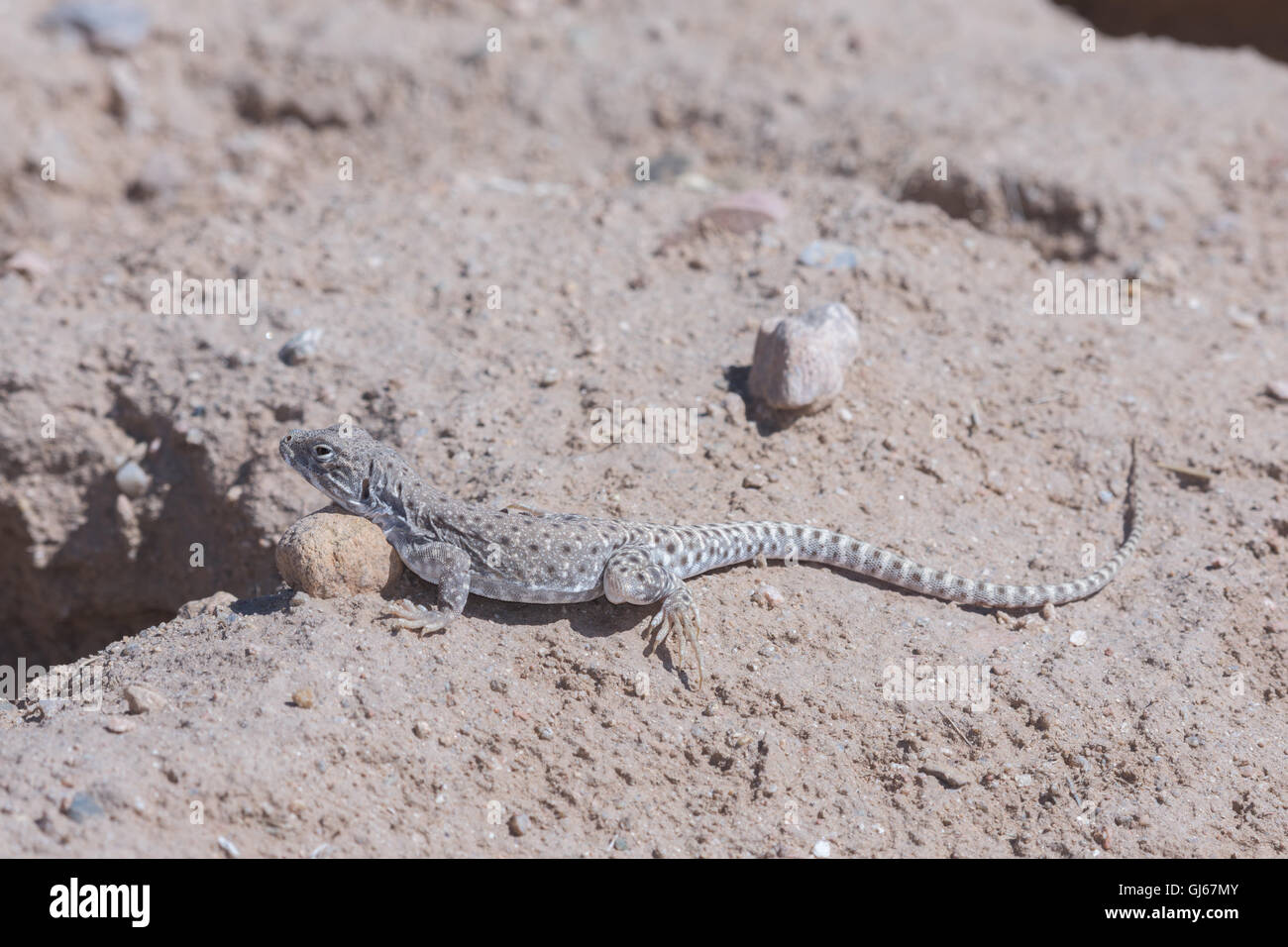 A becco lungo Lucertola di Leopard, (Gambelia wislizenii), Socorro Co., New Mexico, negli Stati Uniti. Foto Stock