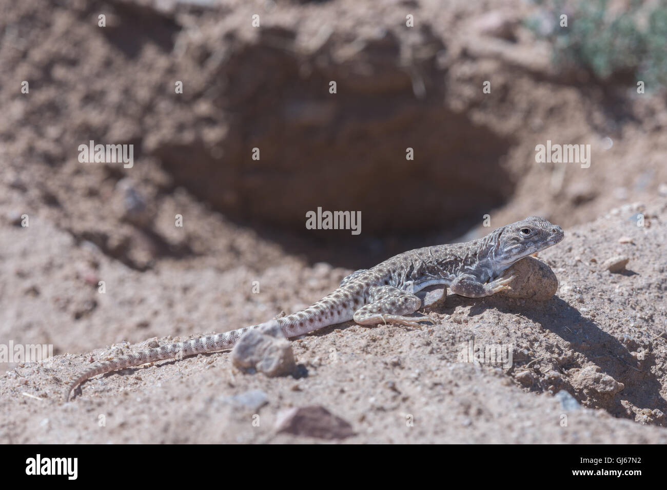 A becco lungo Lucertola di Leopard, (Gambelia wislizenii), Socorro Co., New Mexico, negli Stati Uniti. Foto Stock