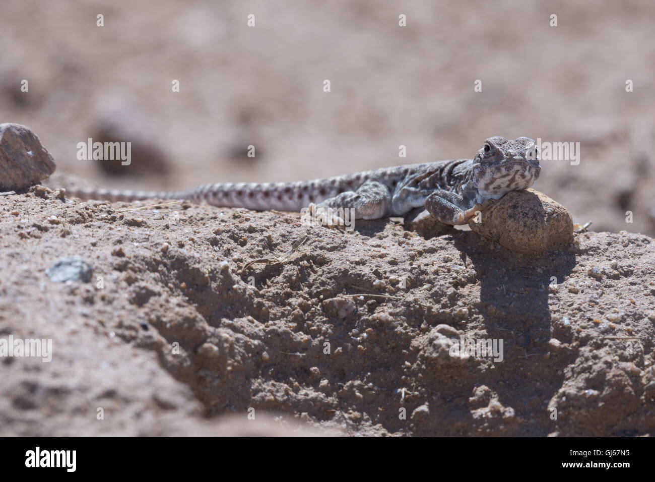 A becco lungo Lucertola di Leopard, (Gambelia wislizenii), Socorro Co., New Mexico, negli Stati Uniti. Foto Stock