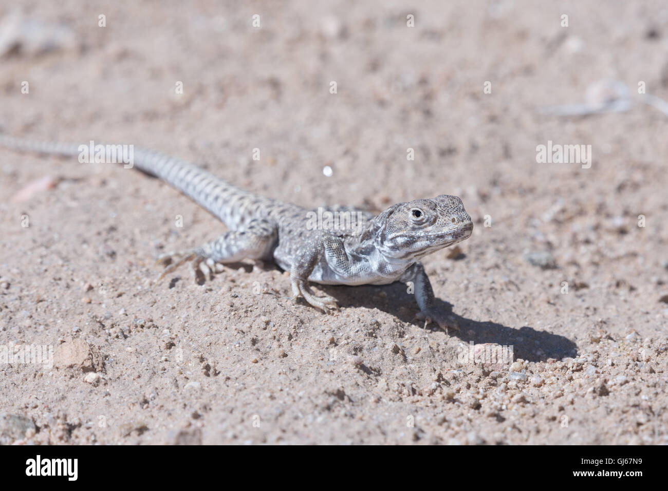 A becco lungo Lucertola di Leopard, (Gambelia wislizenii), Socorro Co., New Mexico, negli Stati Uniti. Foto Stock