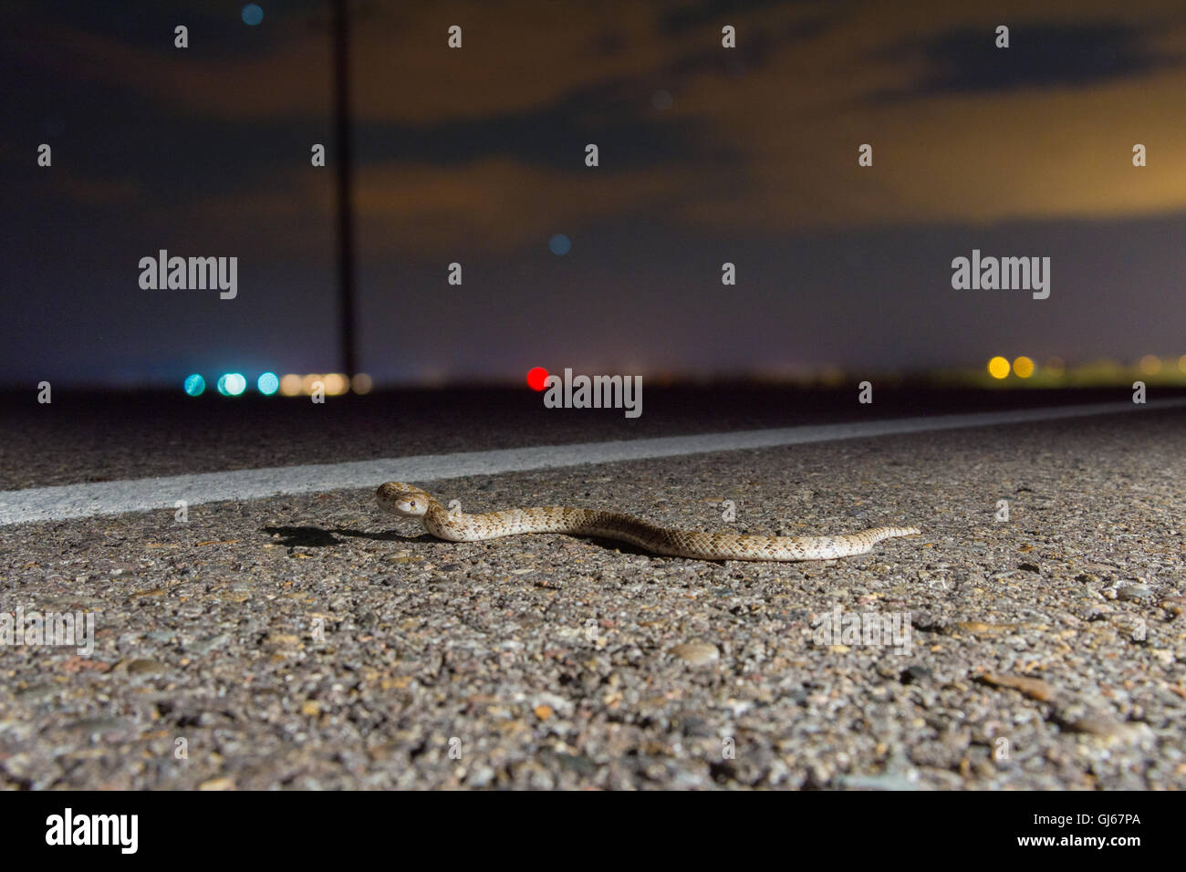 Gancio del Chihuahuan-serpente dal naso, (Gyalopion canum), sulla strada di notte. Valencia Co., New Mexico, negli Stati Uniti. Foto Stock