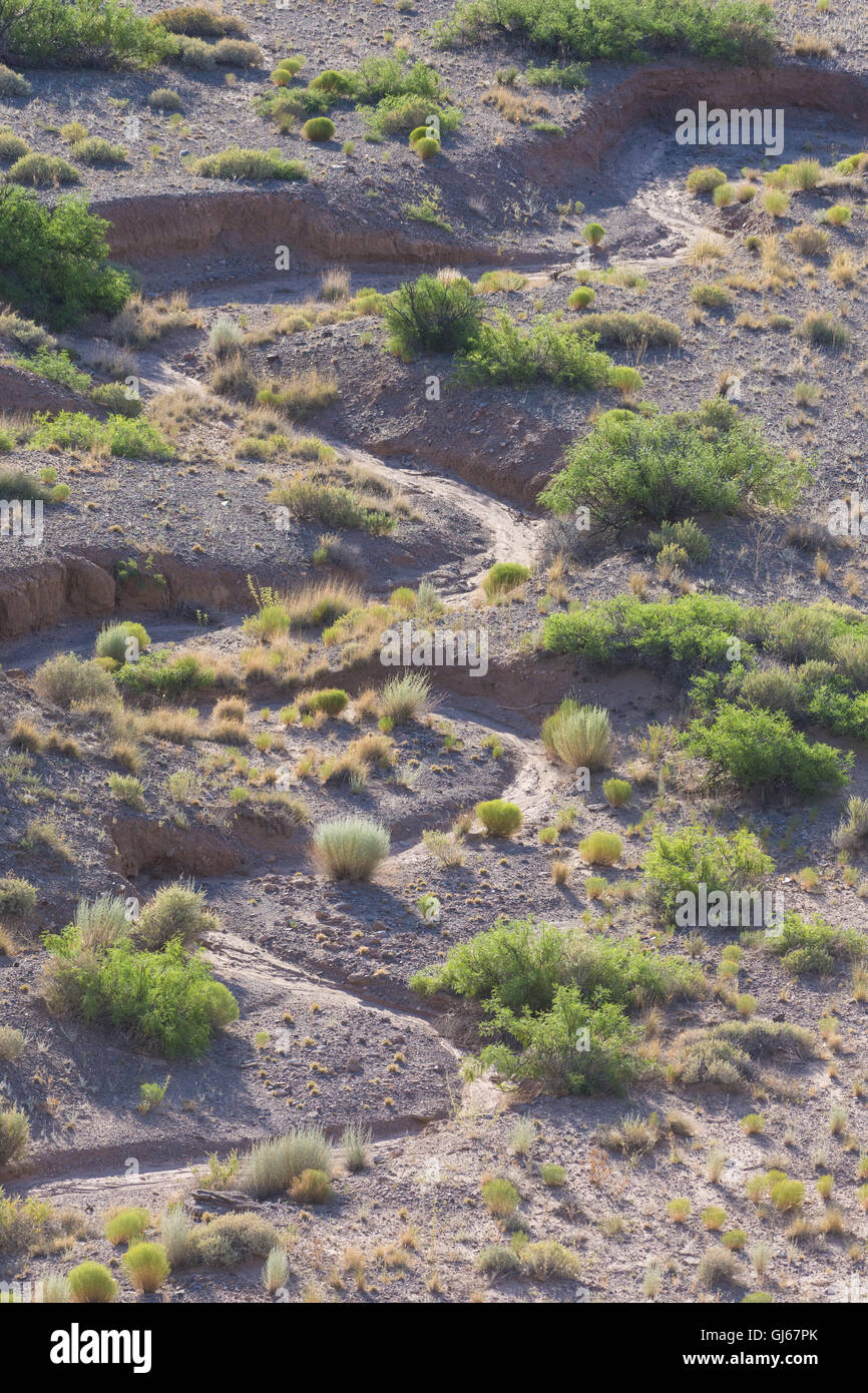 Lavaggio a secco nel deserto del Chihuahuan scrub. Sevilleta National Wildlife Refuge, Socorro Co., New Mexico, negli Stati Uniti. Foto Stock