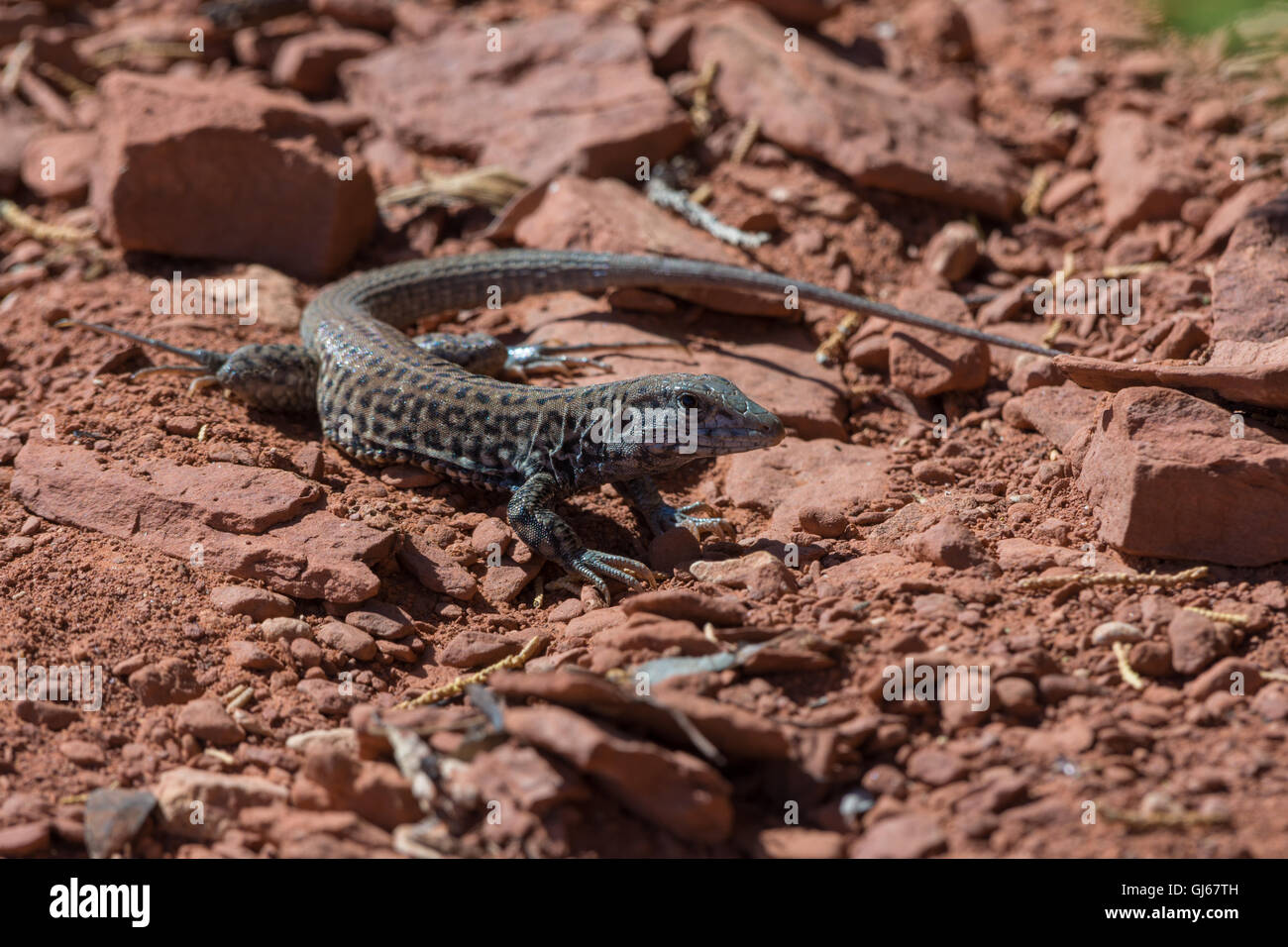 Altopiano Whiptail Tiger, (Aspidoscelis tigis septentrionalis), campana sentiero vicino a Sedona in Arizona, Stati Uniti. Foto Stock