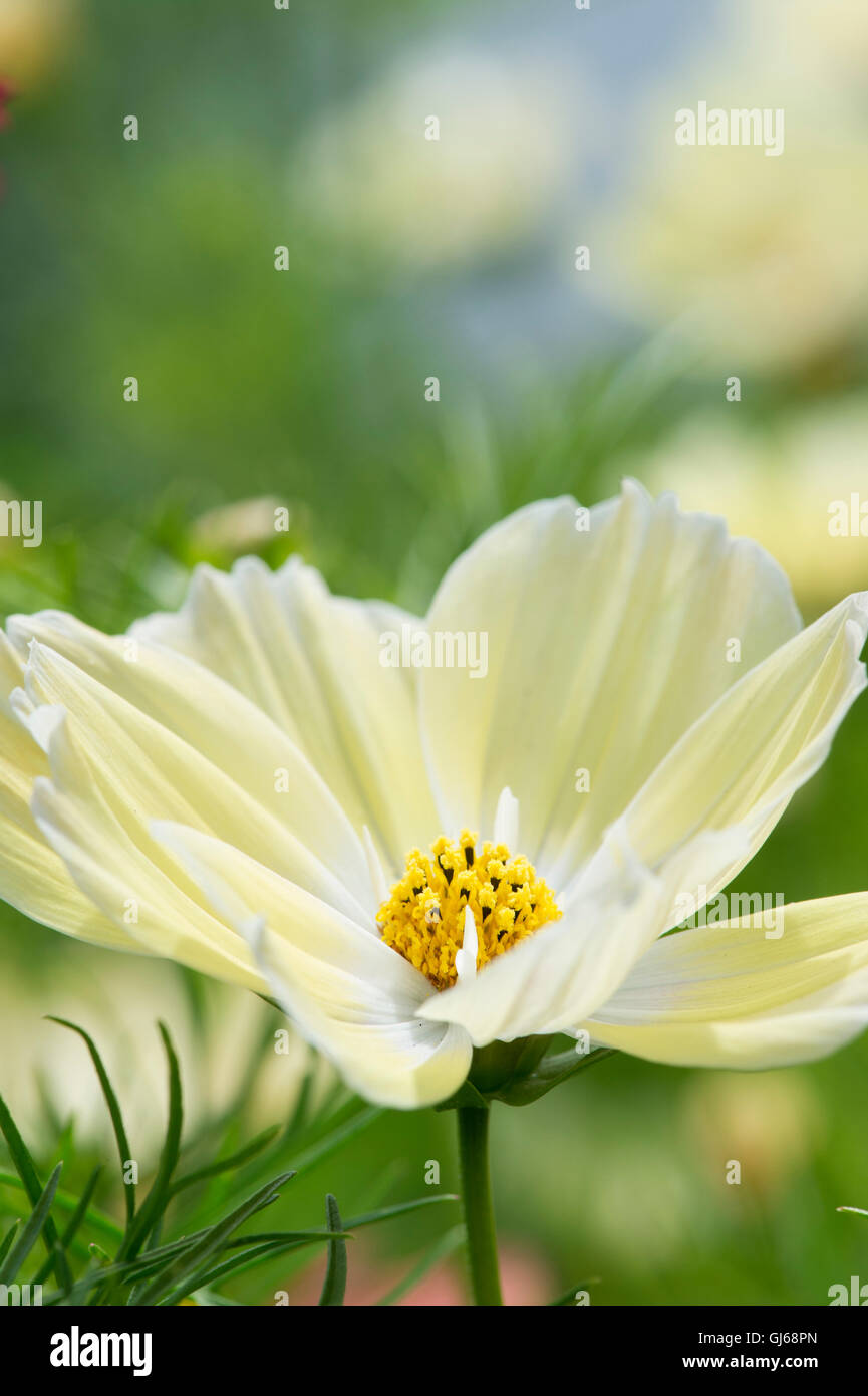 Cosmos Bipinnatus "Xanthos". Soft di colore giallo pallido Cosmo Nana fiore Foto Stock