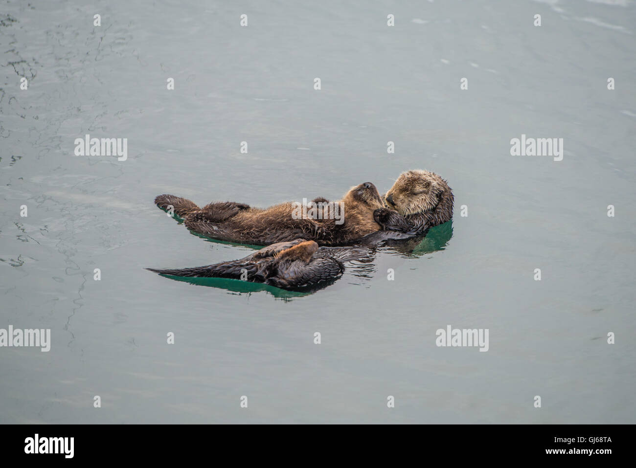 Adulto di sesso femminile di Sea Otter con un neonato / bambino in kelp in un freddo giorno di pioggia a Big Sur in California Foto Stock