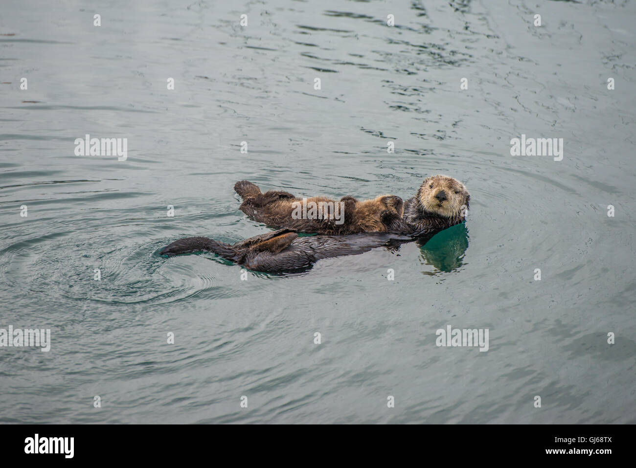 Adulto di sesso femminile di Sea Otter con un neonato / bambino in kelp in un freddo giorno di pioggia a Big Sur in California Foto Stock