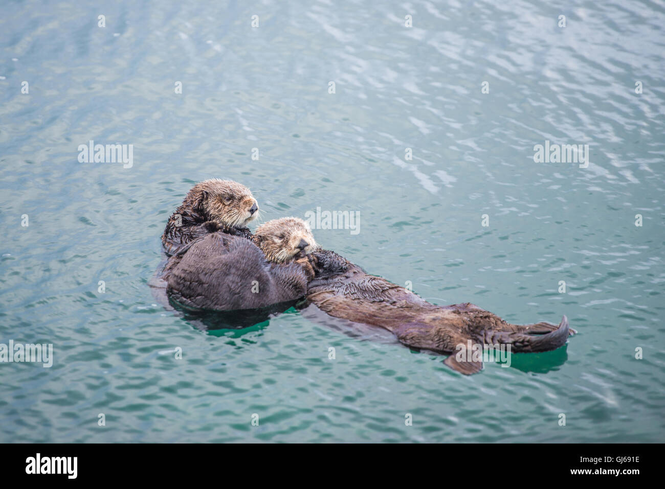 Adulto di sesso femminile di Sea Otter con un neonato / bambino in kelp in un freddo giorno di pioggia a Big Sur in California Foto Stock