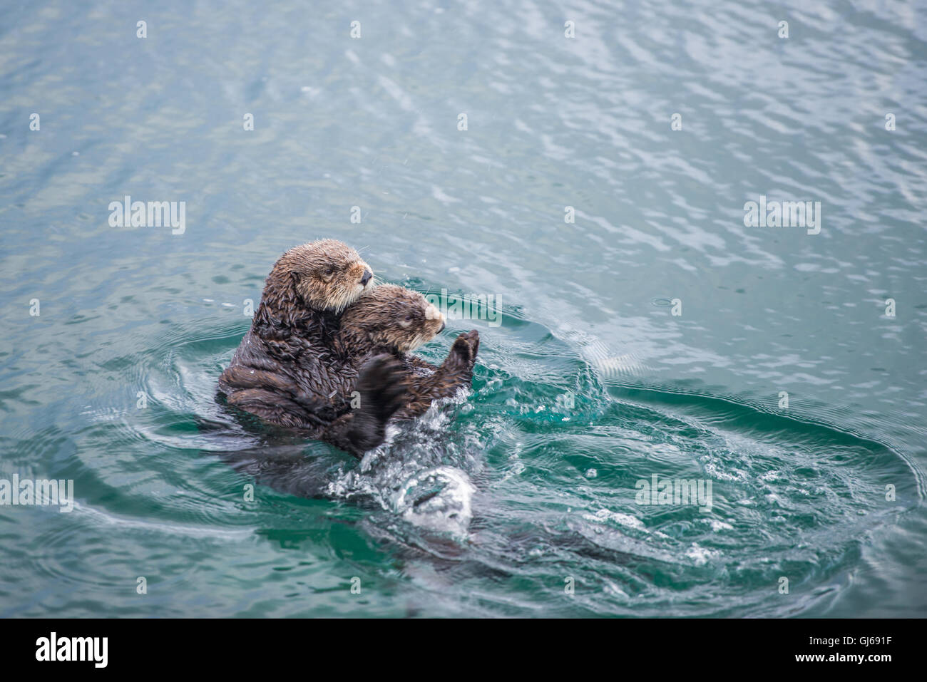 Adulto di sesso femminile di Sea Otter con un neonato / bambino in kelp in un freddo giorno di pioggia a Big Sur in California Foto Stock