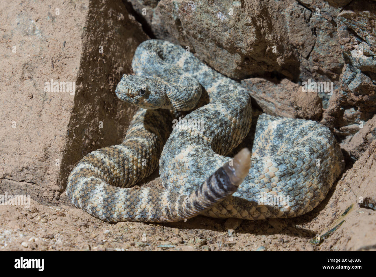 A sudovest screziato Rattlesnake, (Crotalus mitchellii pirro), Phoenix, Maricopa co., Arizona, Stati Uniti. Foto Stock