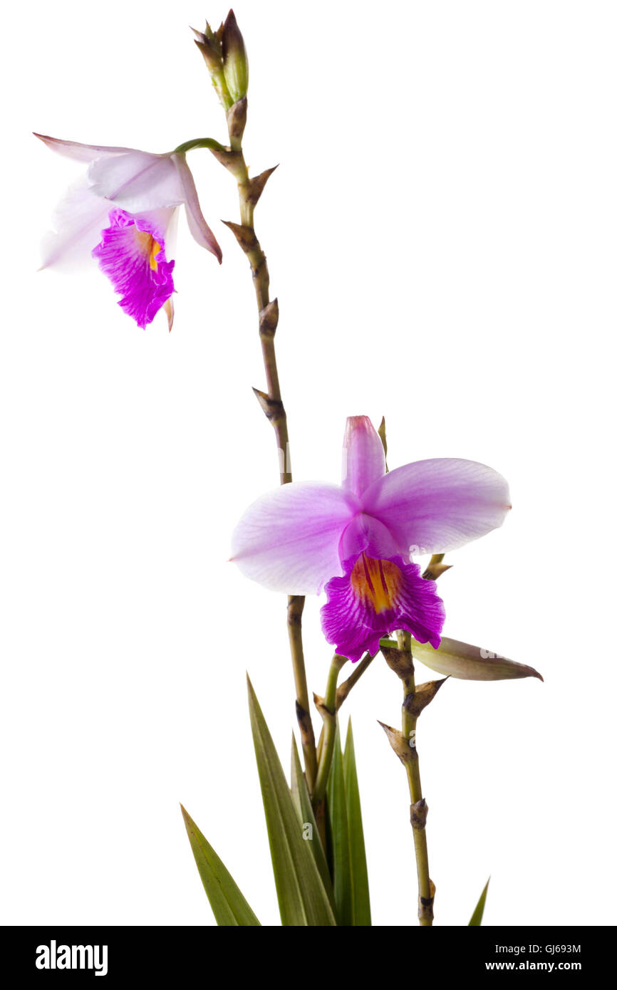 orchidea Foto Stock